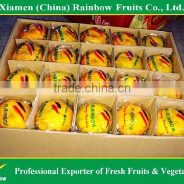 fresh citrus/fresh mandarin/chinese lokam mandarin