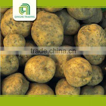 wholesale holland seed potato