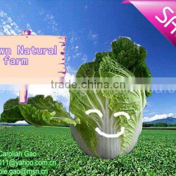 FRESH GREEN CABBAGE New!!hot!!