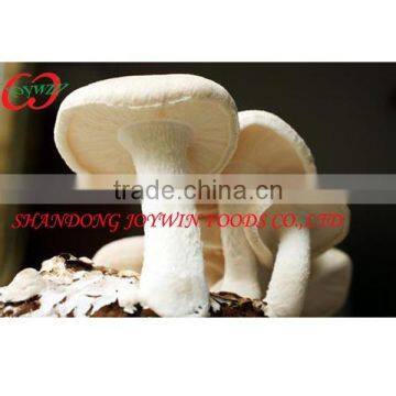whole sale To cook Canned mushroom whole sliced