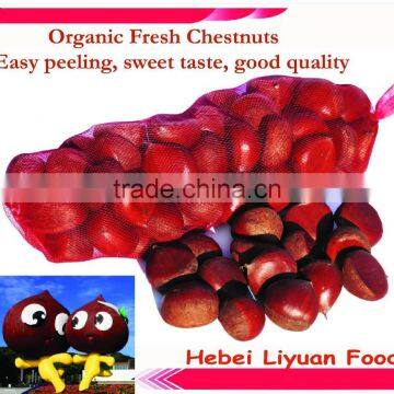 Chinese fresh chestnuts, sweet and easy peeling, size: 30/40