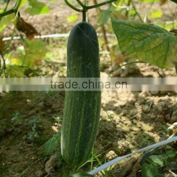 HCU06 Fabu 32cm in length,chinese F1 hybrid cucumber seeds