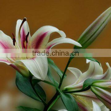 Beautiful fresh cut lily flower Fresh-Cut flowers for banquet
