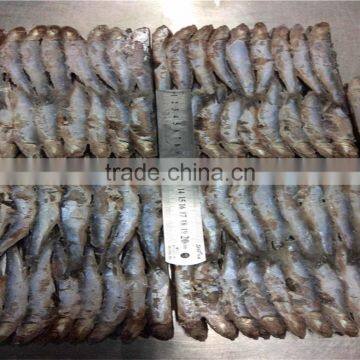 New Landing Fresh Frozen Anchovy for Fish Meal photo-4