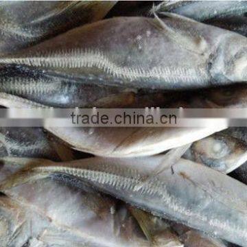 land frozen horse mackerel BQF 6-8pcs/kg