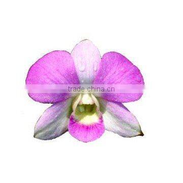 OR-020 : DENDROBIUM ORCHID