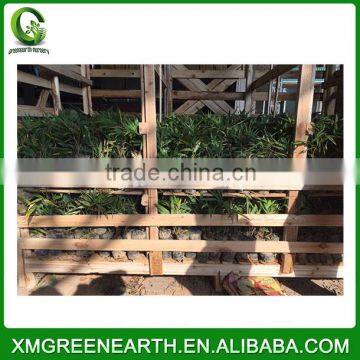 PHYLLOSTACHYS PUBESCENS -- Moso Bamboo Small Plant in Plastic Pots (5)