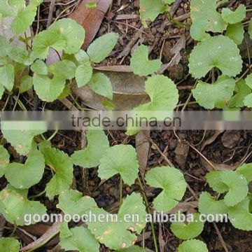 Gotu Kola Herb Extract, Green brown powder Gotu Kola Herb Extract