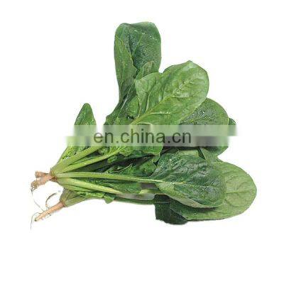 sandwich partner bulk export market prices vegetable frozen spinach 2021 new crop food planet hot selling iqf frozen spinach