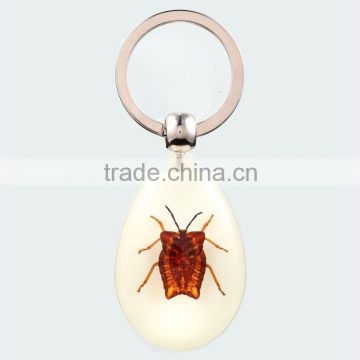 2016 real insect keychain with Lychee Stink Beetle