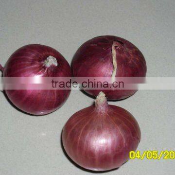 Red onion