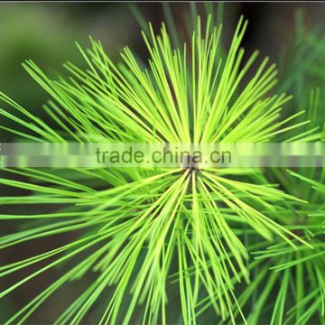 100 distilled natural plant pine oil,pine essential oil