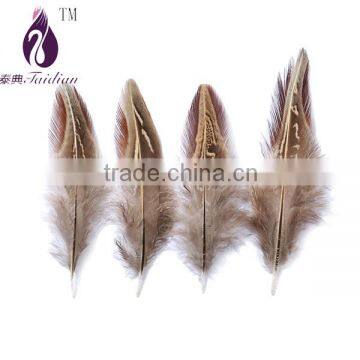 reeves pheasant tail feathers