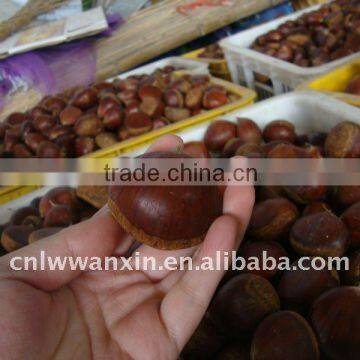 2011 new crop fresh chestnut 0086-15066343979