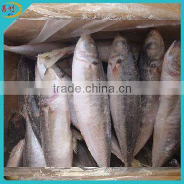 IQF frozen whole round scad