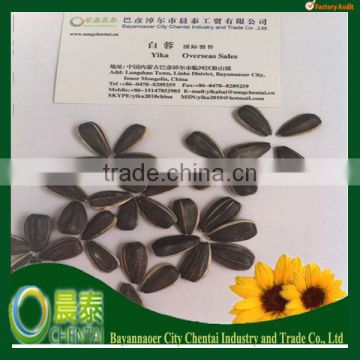 raw black Sunflower seeds (Round type)