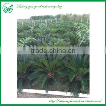 Natural Plants Cycas Revoluta Bulbs