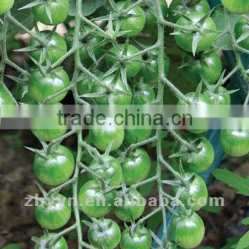 Green Cherry Tomato Seeds LvBB