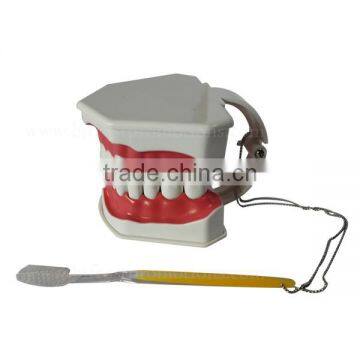 Handmade Plastic Dental Jaws Human Teeth Model photo-2