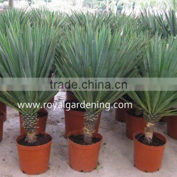 Yucca Filamentosa photo-3