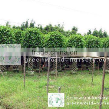 Ficus cage shape benjamina big size