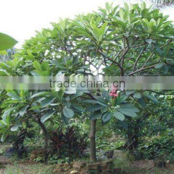 plumeria rubra potted size