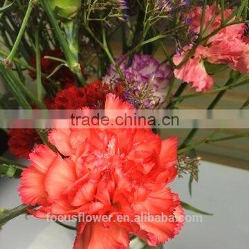 Natural fresh cut carnation cut flowers to lovers from kunming