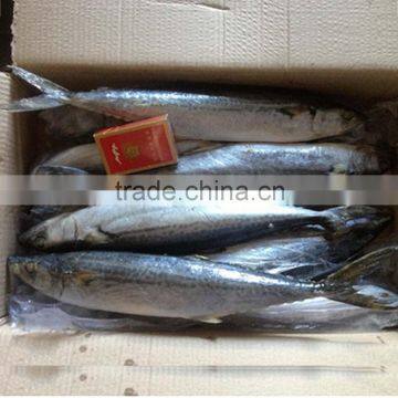 Bestquaility Frozen Fish (frozen Spanish Mackerel )big From Shidao photo-4