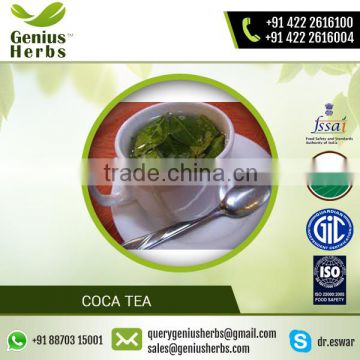 High Concentration of Vitamins Organic Quality Coca tea for Bulk Buyers