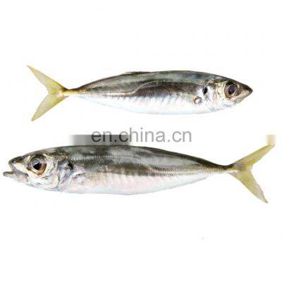 Land Frozen Small Eye Horse Mackerel Fish