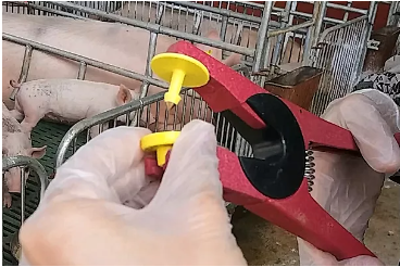 Two-piece Button Ear Tag for Cattle/Cow/Pig Printing Available on Male and Female photo-4