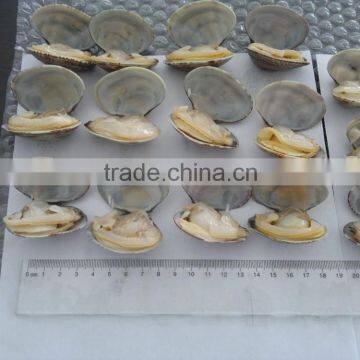 Multi-Language Sites Frozen Short Neck Clam With Shell Frozen Short Neck Clam With Shell Frozen Short Neck Clam With Shell Froz photo-5