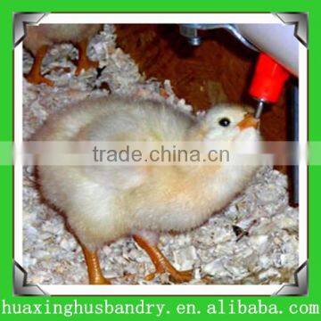 Poultry farming equipment chicken nipple drinker