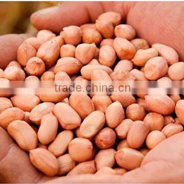 Big size Baisha peanut kernel,red skin peanut long shape