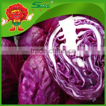 Chinese Fat Red Cabbage Fresh Purple Cabbage photo-4