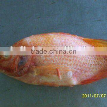 Hot sell frozen red tilapia whole