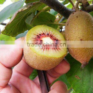 kiwifruit tree seedling