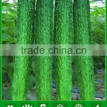 MCU01 Changlong dark green cucumber seeds, 67 days cucumber hybrid seeds f1