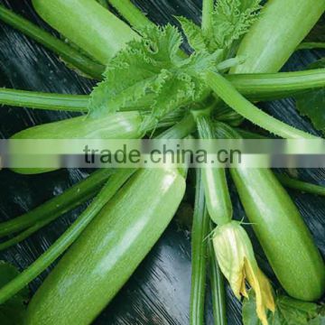 HSQ03 Cheng green F1 hybrid squash/zucchini seeds