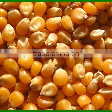 China Latest Technology Corn Shelling Machine Made in China for Sale