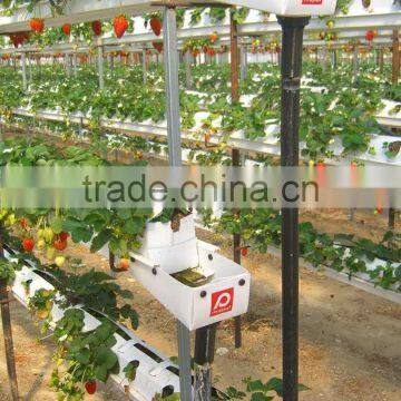 Plastic Strawberry Grow Box photo-4