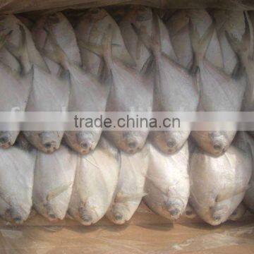 100-150g Silver Pomfret seafood