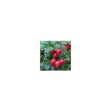 Lingonberry Fruit Powder