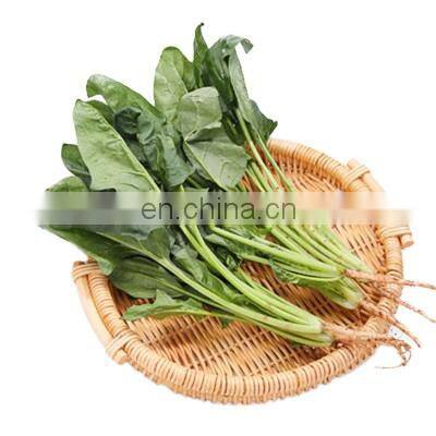 green vegetables frozen healthy vegetables 2021 new crop food planet hot selling iqf frozen spinach