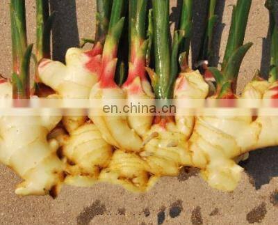 Chinese Frozen Ginger New Nutritional Supplements Iqf Frozen Ginger Slice Different Type Cube Dice Slice of Chinese Factory photo-2