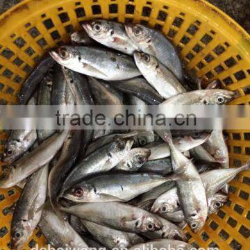 BQF Whole Round big eyes horse mackerel with size 50 - 70 g