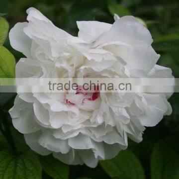 Cheap best selling single stem peony flower