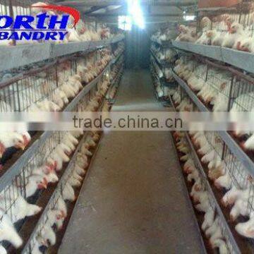 full automatic chick drinking system for broiler chicken