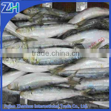 frozen sardine fish for bait