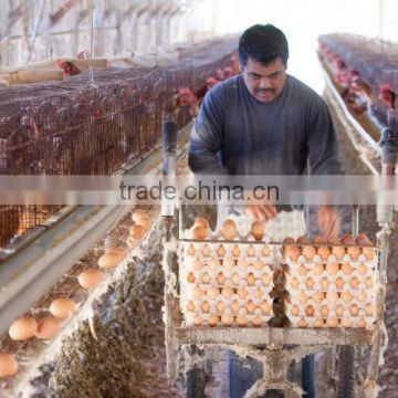 cold galvanized chicken wire cage